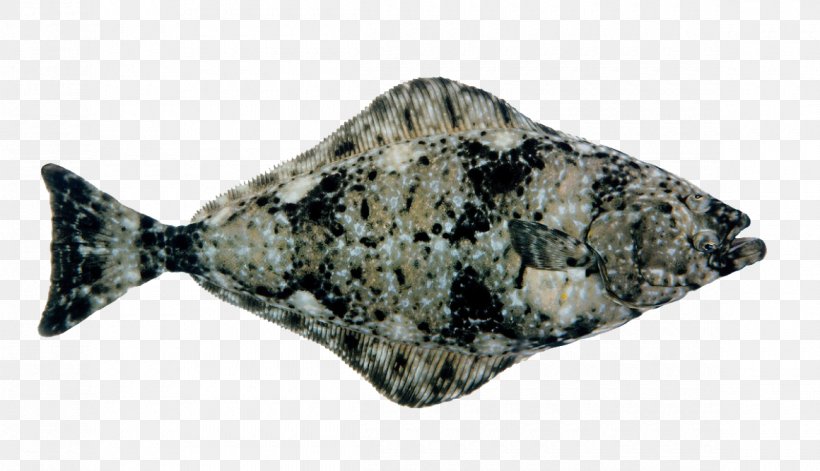 Atlantic Halibut Fish Atlantic Herring European Plaice, PNG, 1160x667px, Halibut, Atlantic Halibut, Atlantic Herring, Cod, European Plaice Download Free