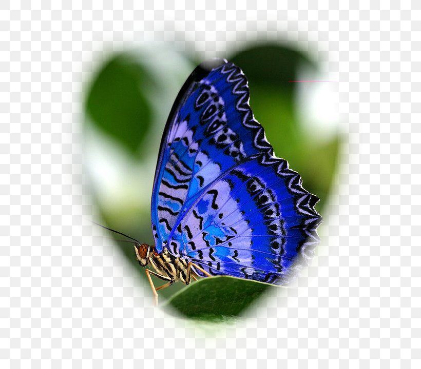 Butterfly Orange Oakleaf Insect Collecting Purple, PNG, 630x720px, Butterfly, Brush Footed Butterfly, Butterflies And Moths, Cobalt Blue, Fuchsia Download Free