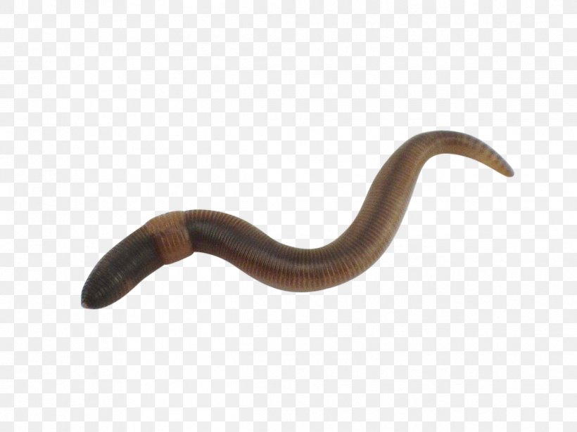 Worm, PNG, 1196x897px, Worm, Reptile, Terrestrial Animal Download Free