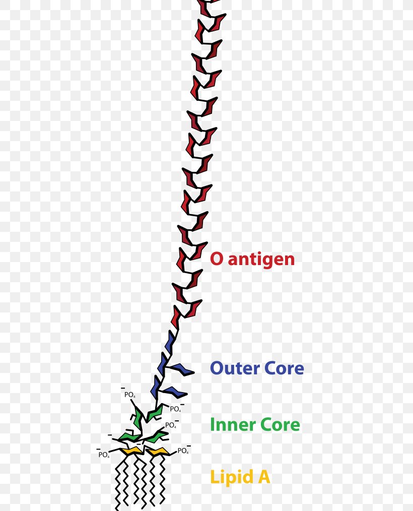 Endotoxin Gram-negative Bacteria Cell Membrane Protein, PNG, 441x1014px, Endotoxin, Antigen, Bacteria, Biology, Cell Download Free