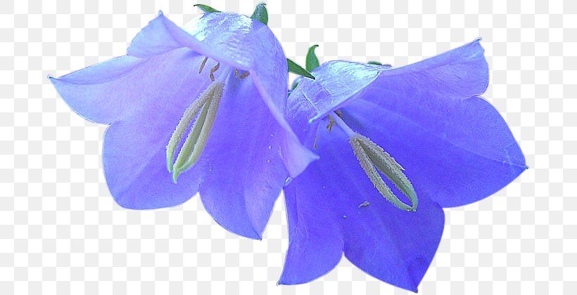 Harebell Gabdrakhmanova I.f. Thumbnail Вишивка стрічками Lilium, PNG, 691x420px, Harebell, Bellflower, Bellflower Family, Bellflowers, Blog Download Free