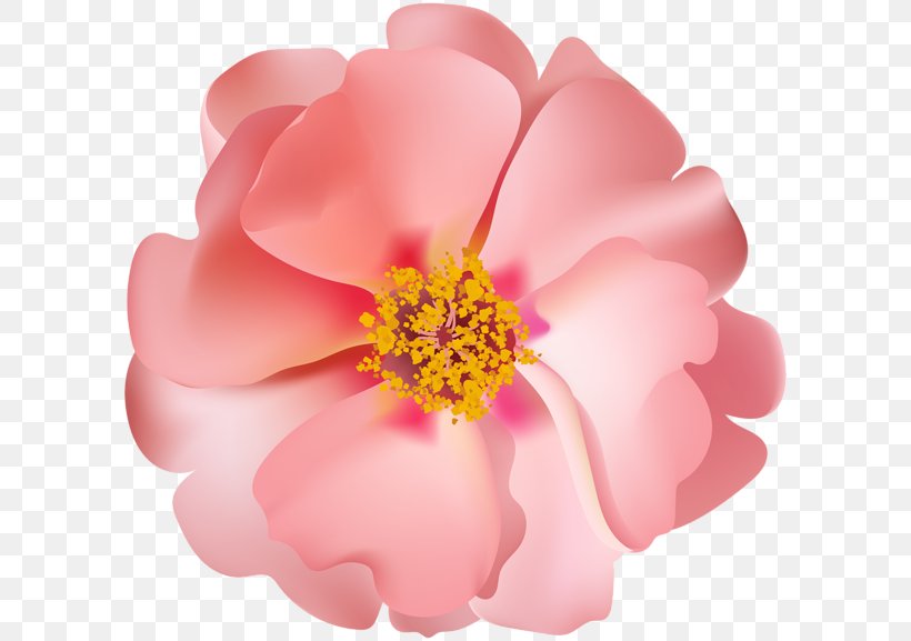 Rose Clip Art, PNG, 600x577px, Rose, Art, Diagram, Floral Design, Flower Download Free