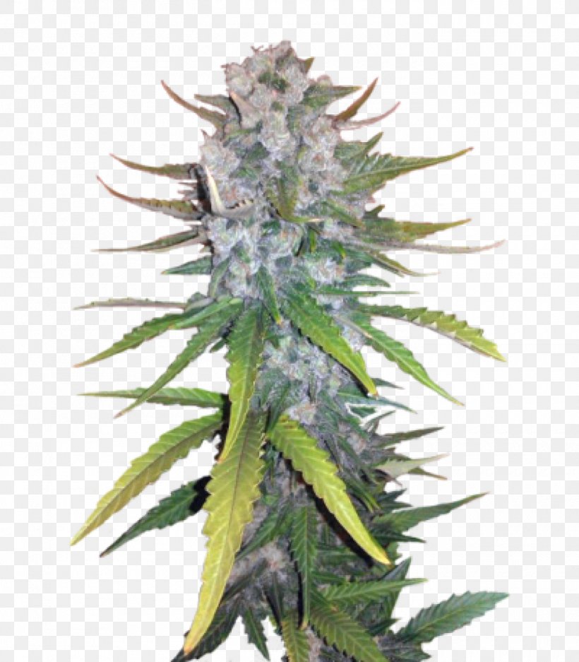 Seed Bank Cannabis Hemp Cultivar, PNG, 1400x1600px, Seed, Blossom, Cannabis, Cannabis Cultivation, Car Download Free