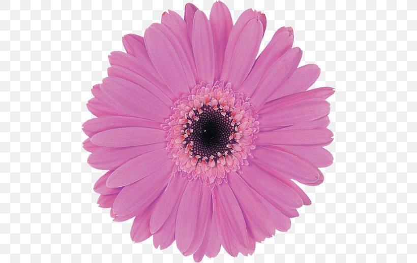 Transvaal Daisy Flower Clip Art, PNG, 500x518px, Transvaal Daisy, Aster, Chrysanths, Cut Flowers, Daisy Family Download Free
