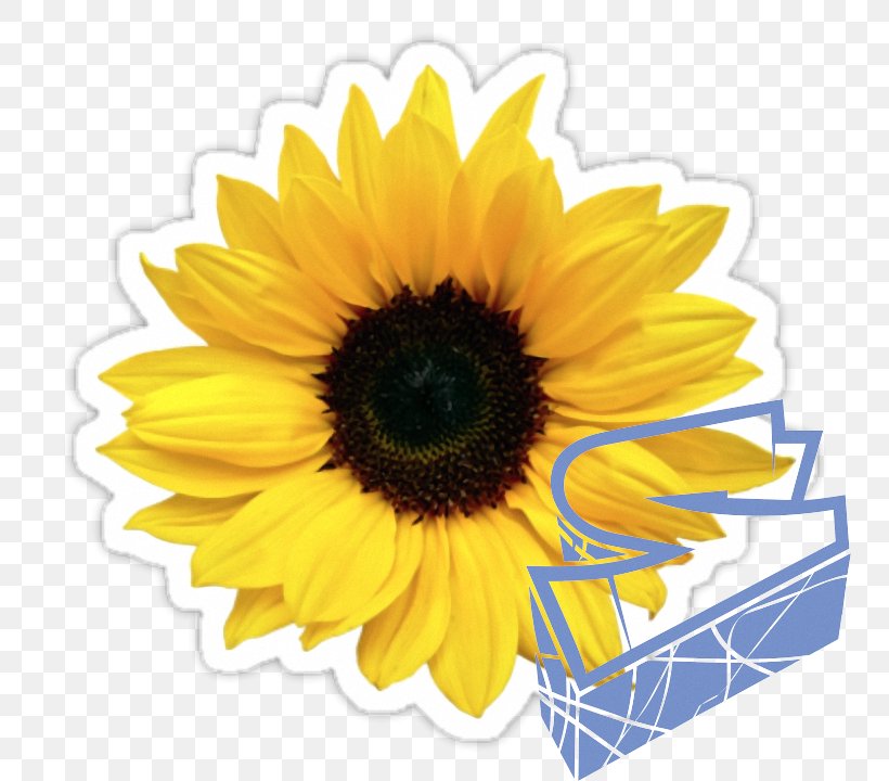 Common Sunflower Sunflower Seed Wedding Invitation Sticker, PNG, 750x720px, Common Sunflower, Bridal Shower, Cut Flowers, Daisy Family, Decal Download Free