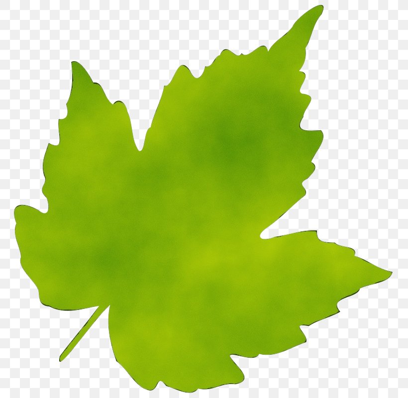 Green Leaf Watercolor, PNG, 800x800px, Watercolor, Black Maple, Drawing, Grape Leaves, Green Download Free