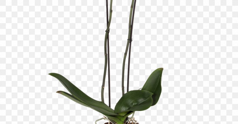 Orchids Flowerpot Plants Light Drainage, PNG, 1200x628px, Orchids, Branch, Brussels, Color, Drainage Download Free