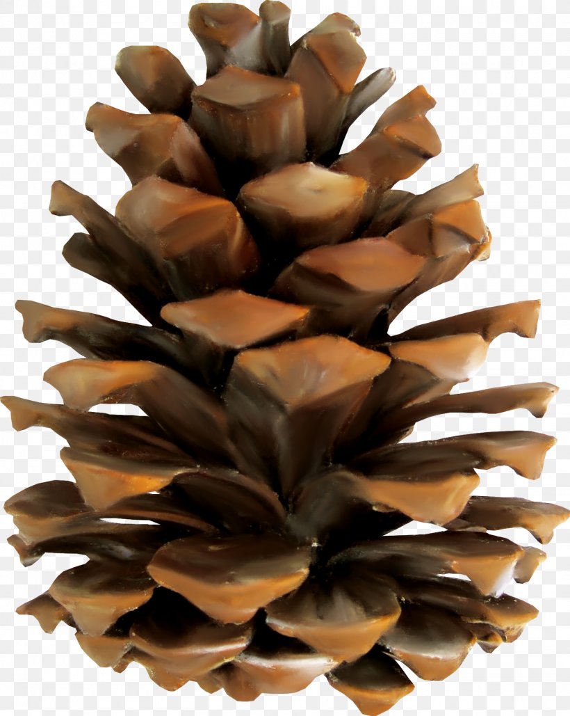 Pine Conifer Cone Euclidean Vector, PNG, 1626x2042px, Sugar Pine, Brown, Cone, Conifer Cone, Conifers Download Free