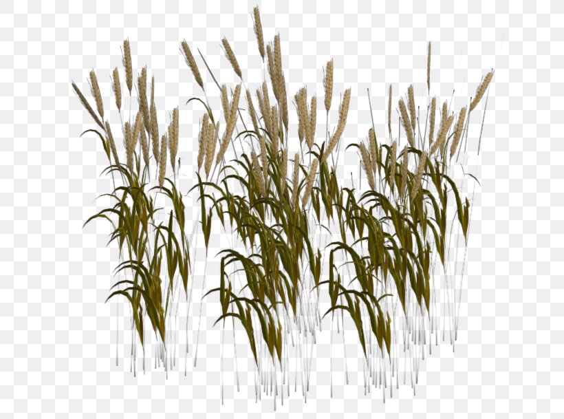 Wheatgrass Harvest Seed, PNG, 646x609px, 3d Rendering, Wheat, Cereal, Commodity, Food Grain Download Free