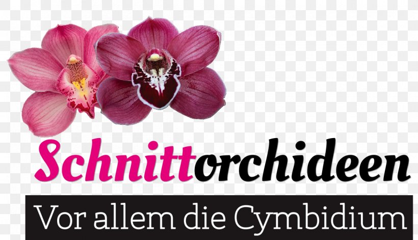 Cut Flowers Blumen Risse Boat Orchid Moth Orchids, PNG, 1200x690px, Cut Flowers, Artistic Inspiration, Blume, Boat Orchid, Brand Download Free