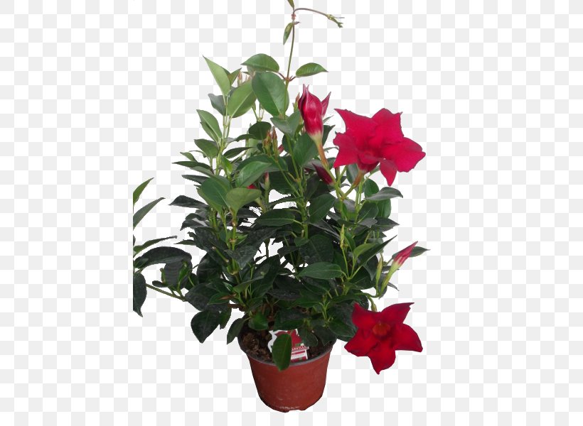 Houseplant Cut Flowers Rocktrumpet Cape Jasmine, PNG, 600x600px, Houseplant, Annual Plant, Cape Jasmine, Cut Flowers, Evergreen Download Free