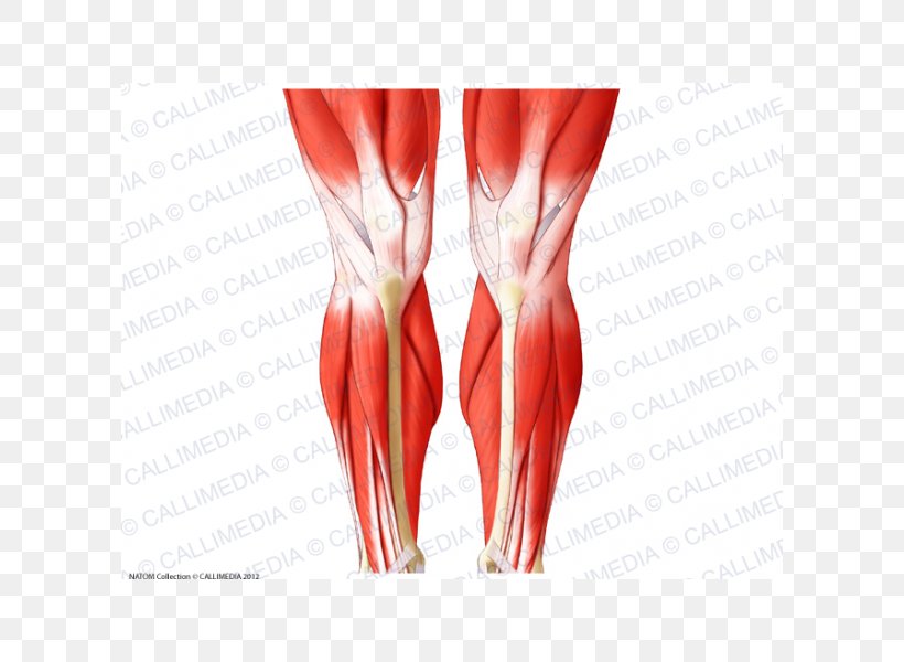 Knee Biceps Femoris Muscle Crus Patella, PNG, 600x600px, Watercolor, Cartoon, Flower, Frame, Heart Download Free