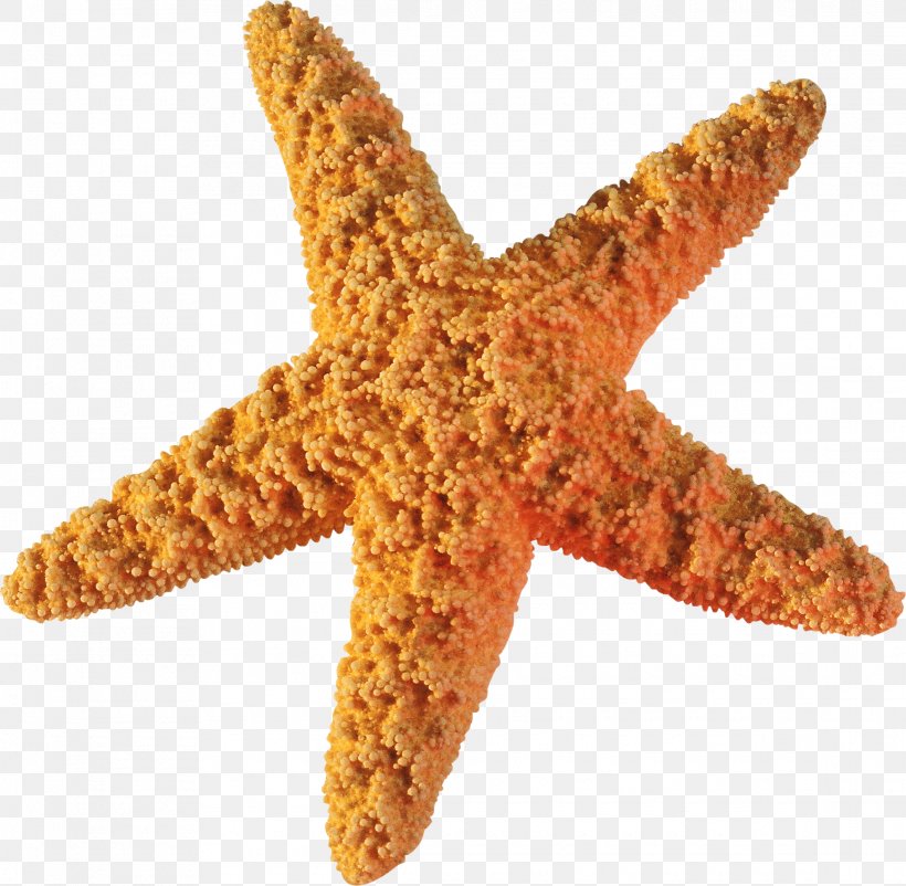 Starfish Sea Information Clip Art, PNG, 2285x2237px, Starfish, Basket Star, Brittle Star, Digital Image, Echinoderm Download Free