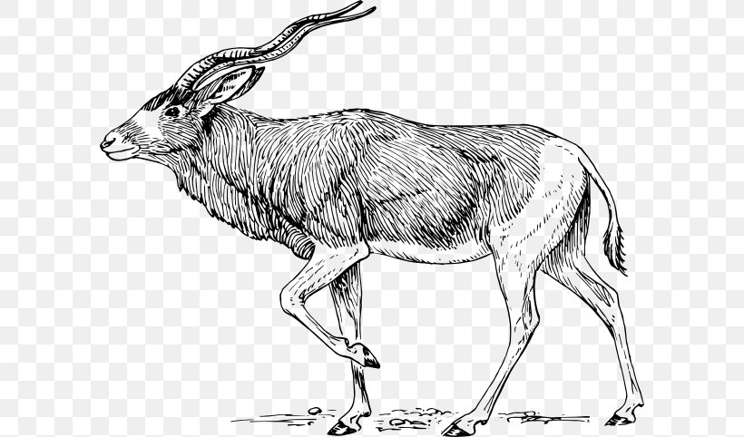 Addax Free Content Clip Art, PNG, 600x482px, Addax, Antelope, Black And White, Cattle Like Mammal, Coloring Book Download Free