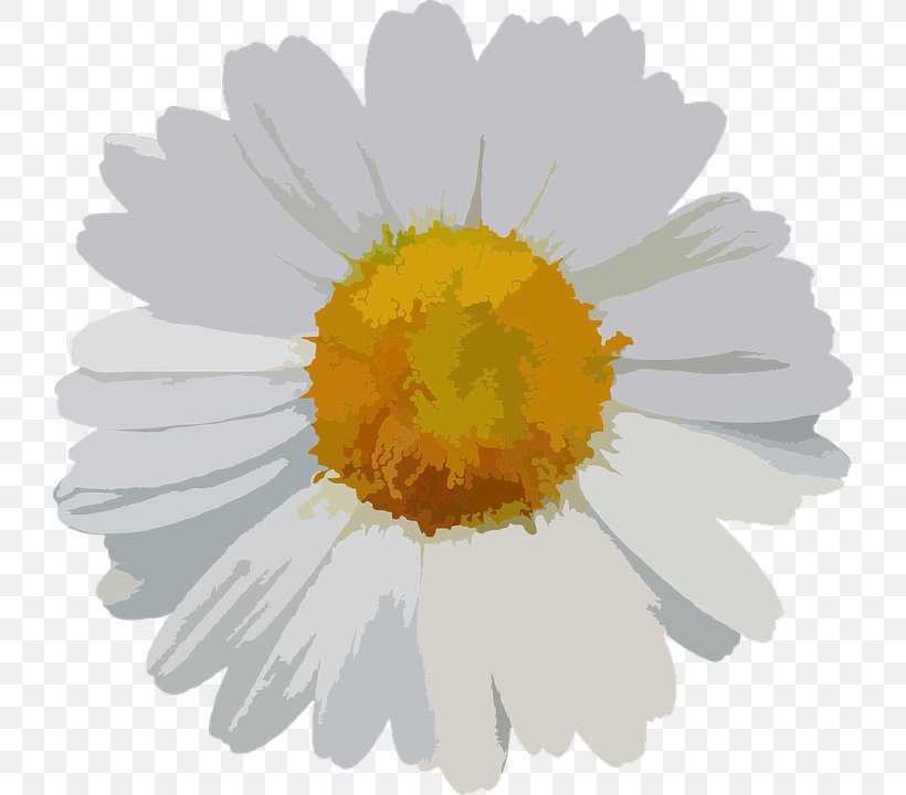 Chamomile Flower Bouquet Common Daisy, PNG, 724x720px, Chamomile, Calendula, Chrysanths, Color, Common Daisy Download Free