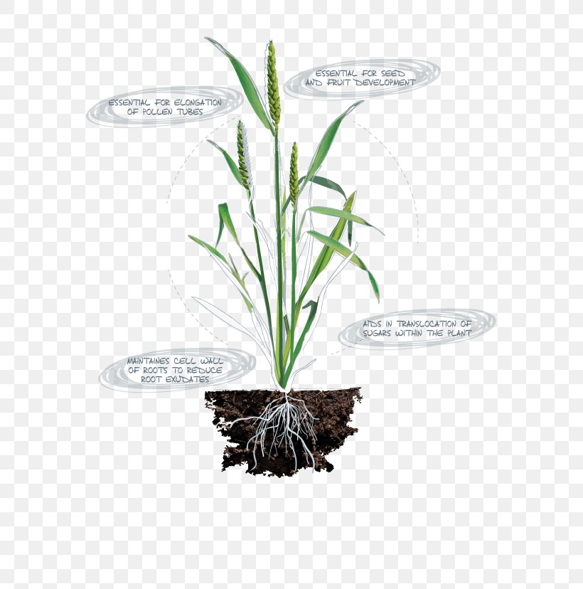 Nutrient Nitrogen Deficiency Plants Plant Nutrition Chlorophyll, PNG, 600x828px, Nutrient, Amino Acid, Amino Acid Synthesis, Anthurium, Botany Download Free