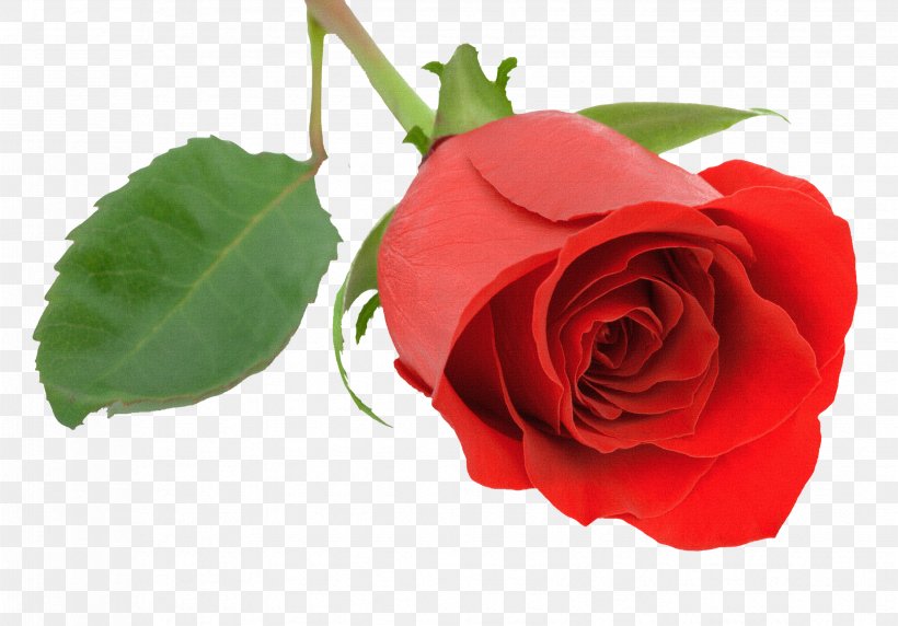 Malayalam Desktop Wallpaper Rose Valentine's Day, PNG, 3307x2310px, Malayalam, Affection, China Rose, Cut Flowers, Floribunda Download Free