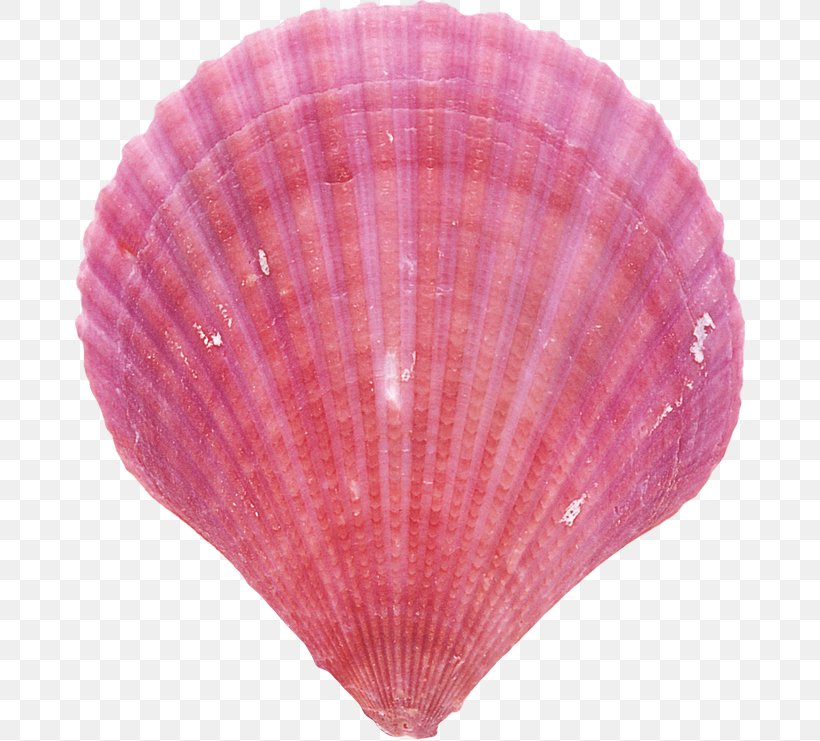 Pink Background, PNG, 670x741px, Seashell, Bivalve, Clam, Cockle, Conchology Download Free
