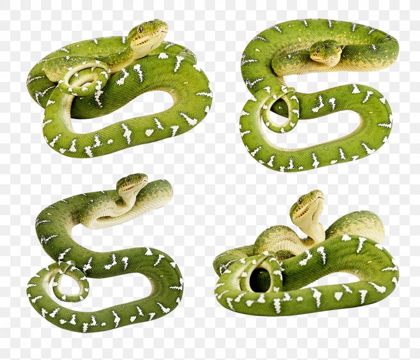 Smooth Green Snake Desktop Wallpaper Clip Art, PNG, 1433x1229px, Snake, Boa Constrictor, Boas, Constriction, Green Anaconda Download Free