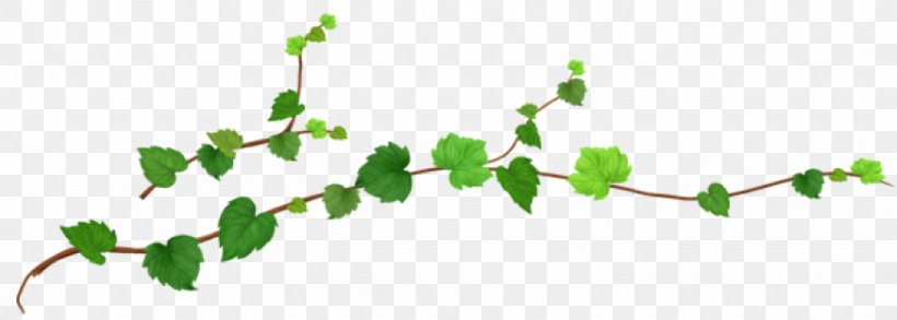 Grape Leaf, PNG, 873x312px, Vine, Blog, Branch, Drawing, Flower Download Free