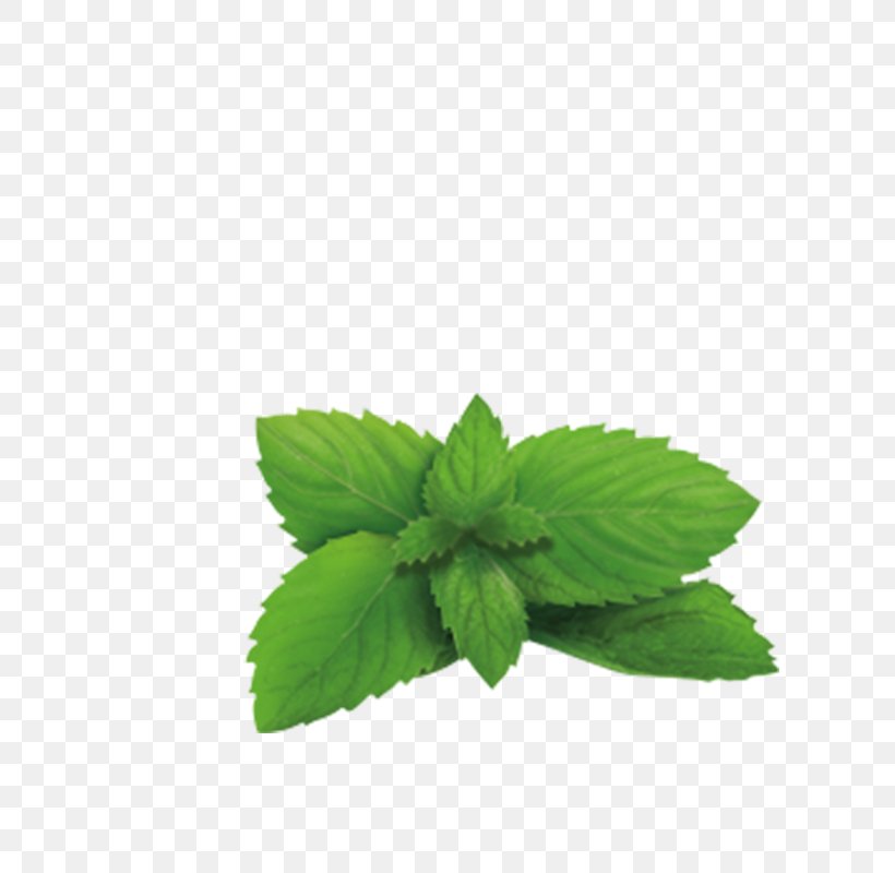 Green Tea Lemon Balm Plant Herb, PNG, 800x800px, Tea, Ginger, Green Tea, Herb, Infusion Download Free