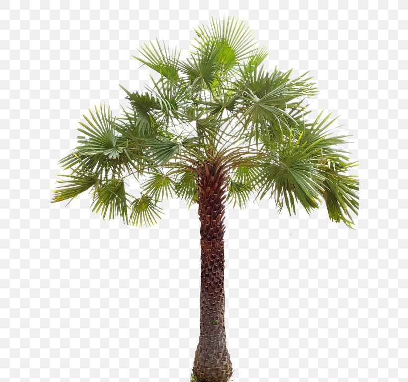 Asian Palmyra Palm Arecaceae Flowerpot Copernicia Alba Babassu, PNG, 625x768px, Asian Palmyra Palm, Areca Nut, Arecaceae, Arecales, Attalea Speciosa Download Free