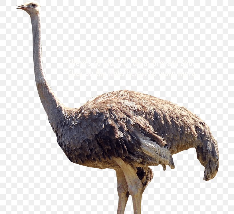Common Ostrich Brevard Zoo Bird Emu, PNG, 717x750px, Common Ostrich, Animal, Beak, Bird, Brevard Zoo Download Free