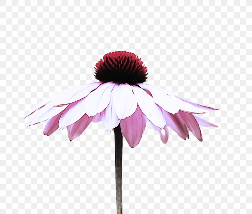 Flowering Plant Purple Coneflower Coneflower Flower Petal, PNG, 2168x1844px, Flowering Plant, Coneflower, Daisy Family, Flower, Gerbera Download Free