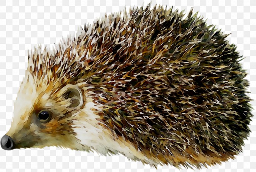 Hedgehog Clip Art Porcupine Vector Graphics, PNG, 1319x887px, Hedgehog, Domesticated Hedgehog, Echidna, Erinaceidae, European Hedgehog Download Free