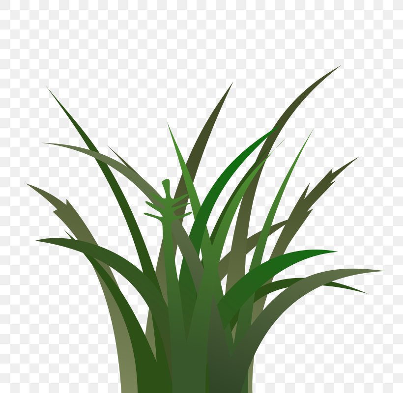 Lawn Cartoon Clip Art, PNG, 800x800px, Lawn, Arecales, Art, Cartoon, Commodity Download Free