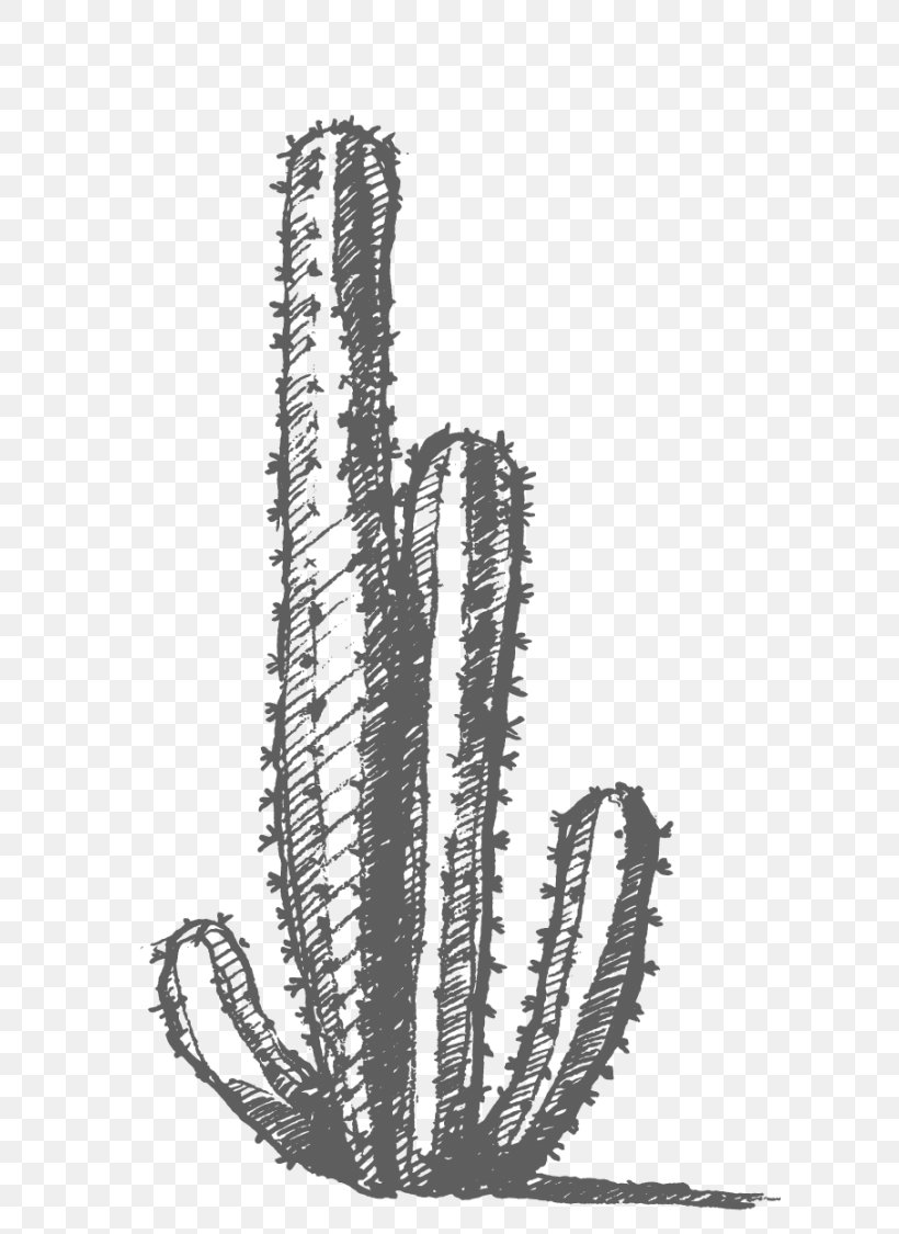 Cactaceae Drawing, PNG, 605x1125px, Cactaceae, Black And White, Cactus, Caryophyllales, Drawing Download Free