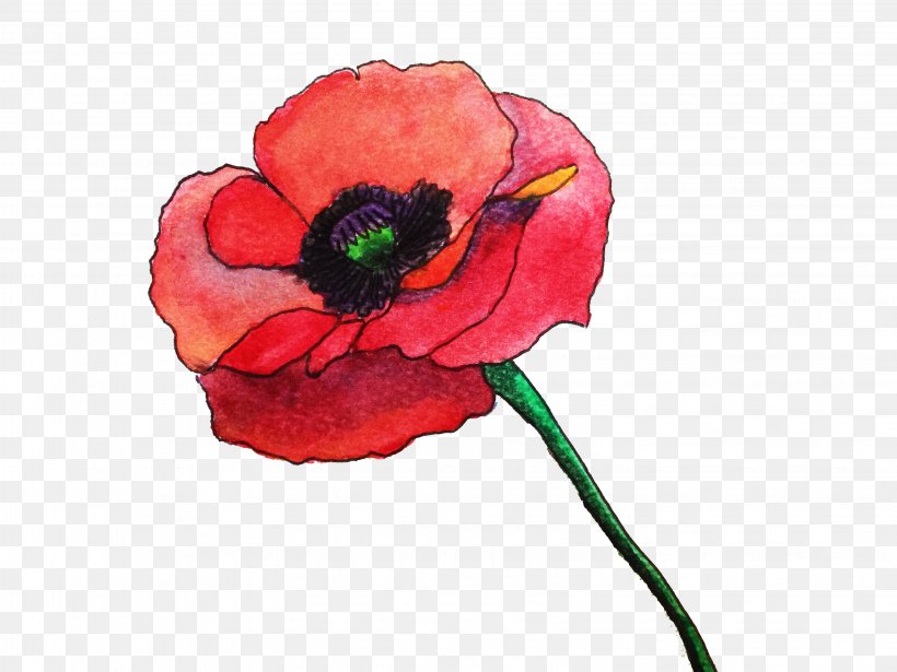 Common Poppy Flower Watercolor Painting Remembrance Poppy, PNG, 3264x2448px, Poppy, Anzac Day, Color, Common Poppy, Coquelicot Download Free