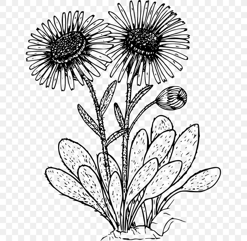 Drawing Common Daisy Wildflower Clip Art, PNG, 649x800px, Drawing, Artwork, Black And White, Branch, Cdr Download Free