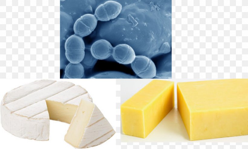Lactococcus Lactis Dairy Products Cheese Product Design, PNG, 1046x629px, Lactococcus Lactis, Biological Process, Cell, Cheese, Dairy Products Download Free