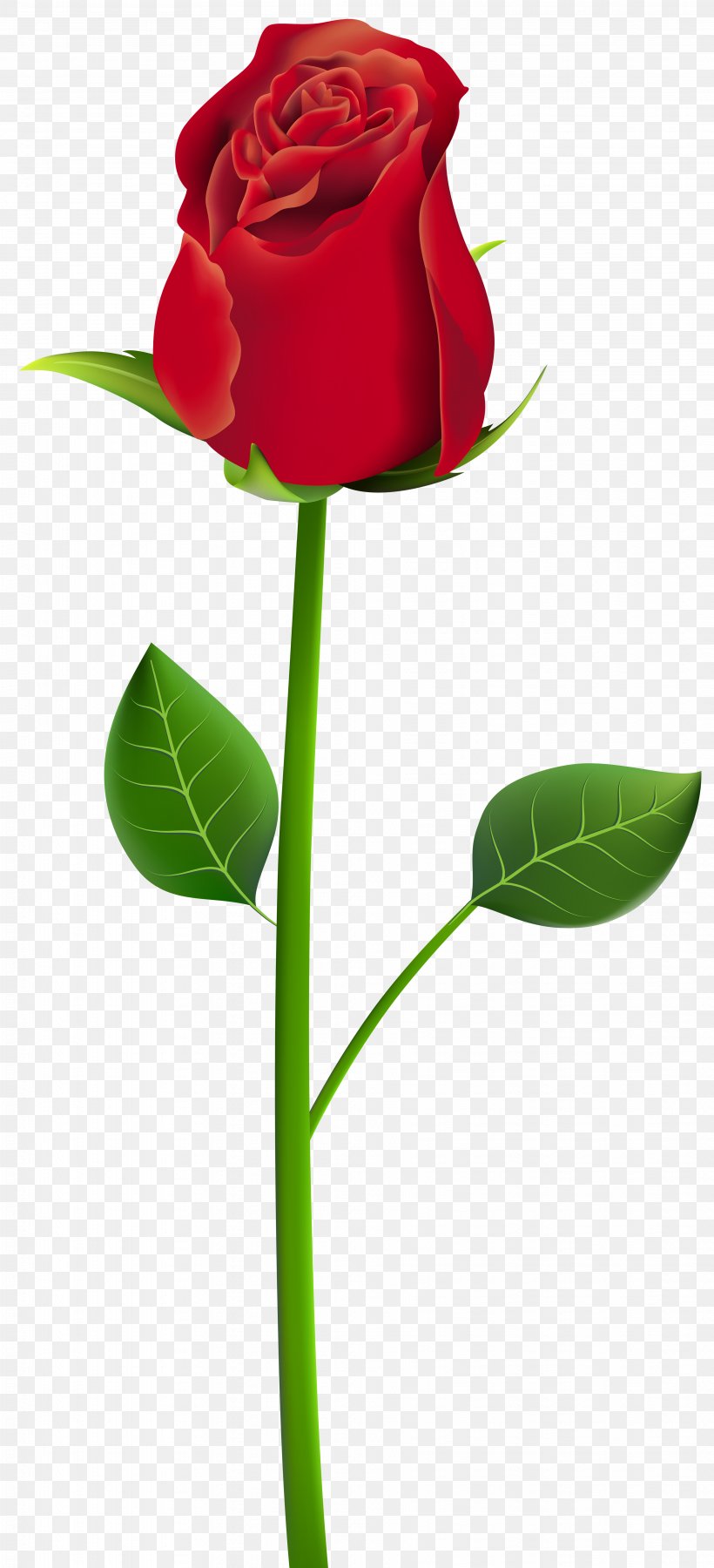 Rose Clip Art, PNG, 3643x8000px, Rose, Bud, Cut Flowers, Flora, Floral Design Download Free