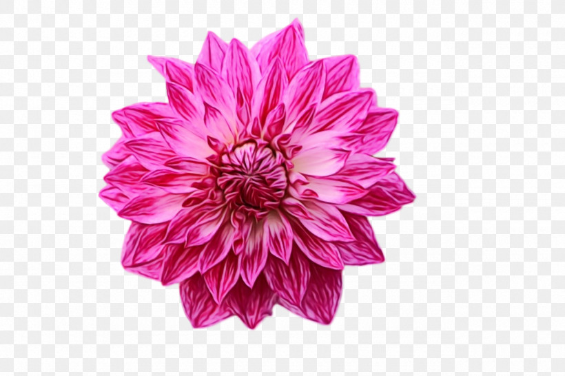 Dahlia Cut Flowers Chrysanthemum Petal Flower, PNG, 1280x853px, Watercolor, Biology, Chrysanthemum, Cut Flowers, Dahlia Download Free