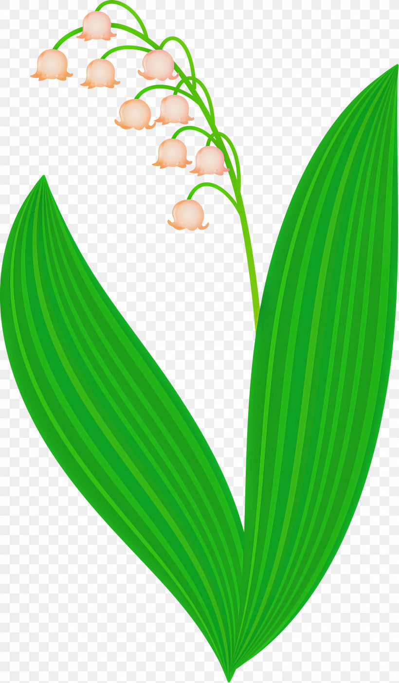 Lily Bell Flower, PNG, 1752x3000px, Lily Bell, Flower, Green, Leaf, Lily Of The Valley Download Free