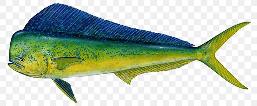 Mahi-mahi Fishing Wahoo Big-game Fishing, PNG, 800x340px, Mahimahi, Almaco Jack, Animal Figure, Atlantic Bluefin Tuna, Biggame Fishing Download Free