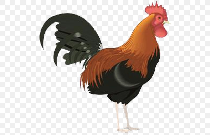 Rooster Clip Art, PNG, 512x526px, Rooster, Beak, Bird, Blog, Chicken Download Free