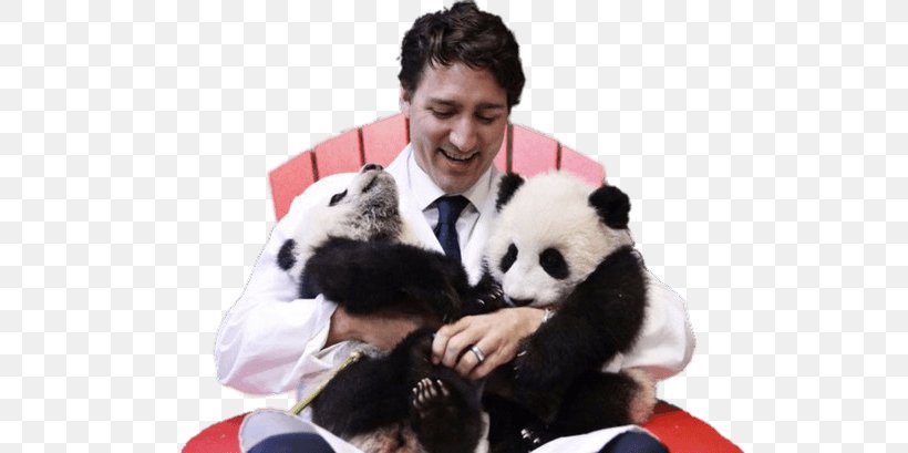 Toronto Zoo Justin Trudeau Giant Panda Prime Minister Of Canada Jia Yueyue And Jia Panpan, PNG, 727x409px, Toronto Zoo, Barack Obama, Bear, Canada, Carnivoran Download Free