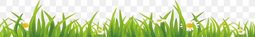 Vetiver Download Wheatgrass Wallpaper, PNG, 2268x335px, Vetiver, Chrysopogon, Chrysopogon Zizanioides, Computer, Grass Download Free