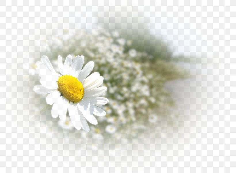 Oxeye Daisy German Chamomile Daisy Family Roman Chamomile Çipli Emlak, PNG, 800x600px, Oxeye Daisy, Aster, Chamaemelum Nobile, Chamomiles, Chrysanthemum Download Free