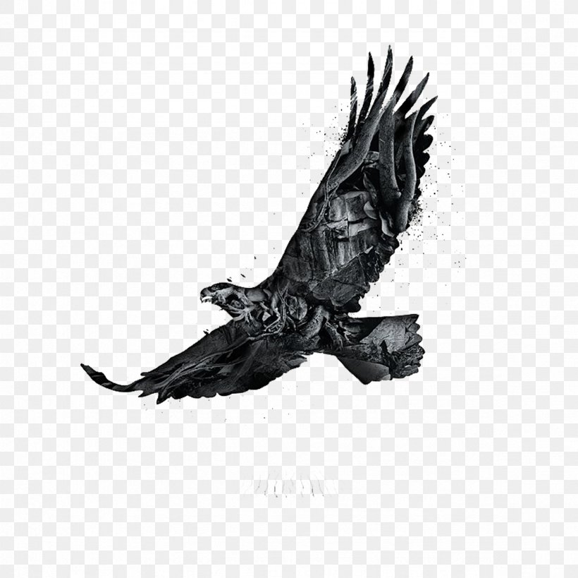 Eagle Poster Graphic Design, PNG, 2362x2362px, Eagle, Animal, Beak, Behance, Bird Download Free