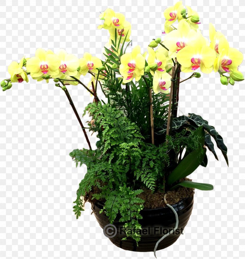 Moth Orchids Flowerpot Houseplant Cut Flowers, PNG, 2090x2210px, Moth Orchids, Cut Flowers, Flower, Flowering Plant, Flowerpot Download Free