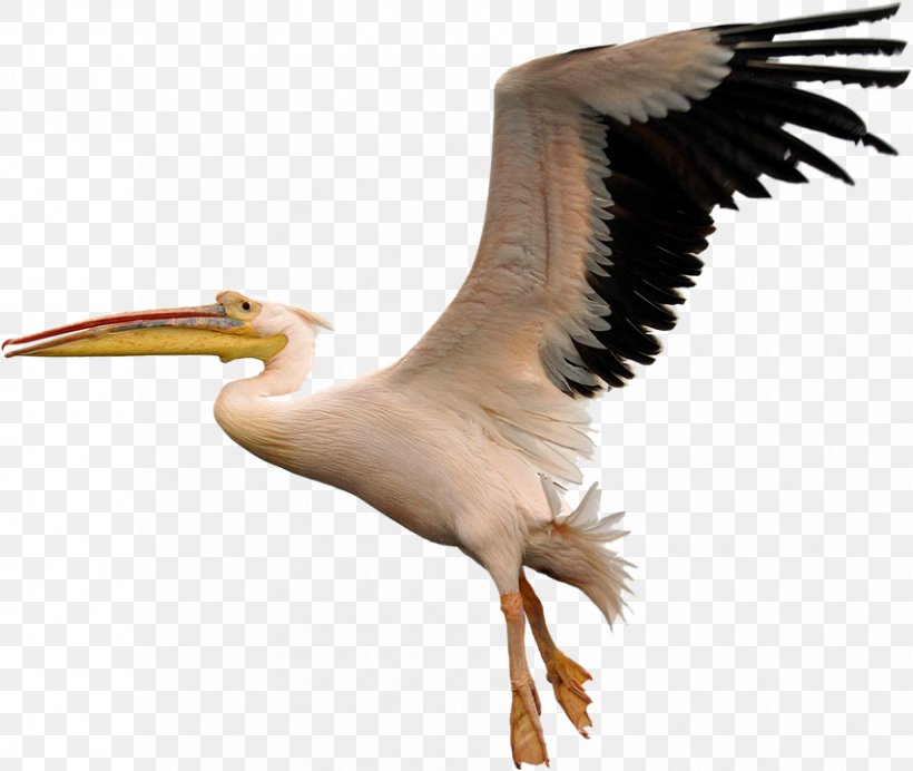 Pelican Bird Clip Art, PNG, 852x720px, Pelican, Beak, Bird, Bird Flight, Ciconiiformes Download Free