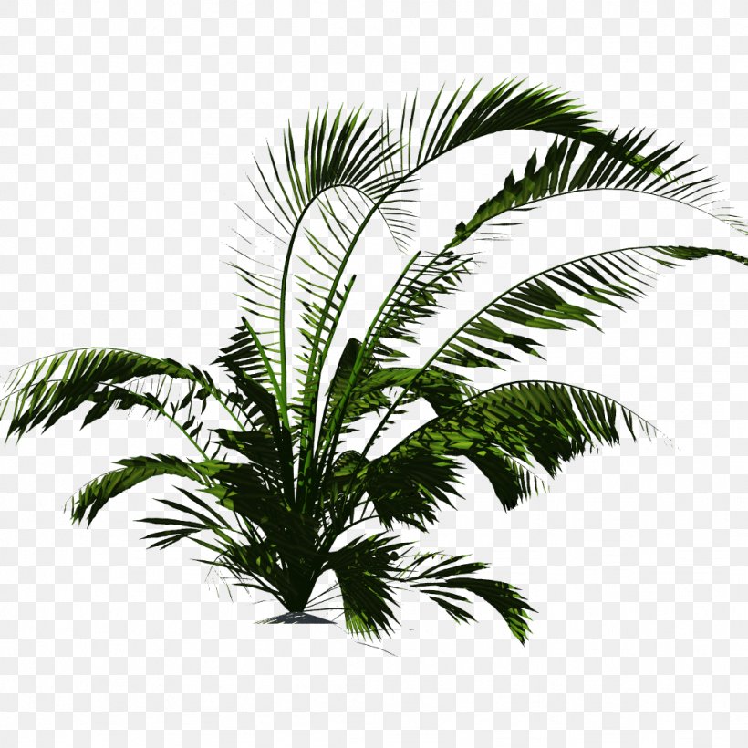 Plant Arecaceae Tropical Vegetation Tropics, PNG, 1024x1024px, Plant, Arecaceae, Arecales, Attalea Speciosa, Borassus Flabellifer Download Free