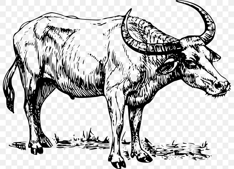 Clip Art, PNG, 800x592px, Blog, Animal Figure, Art, Black And White, Bull Download Free