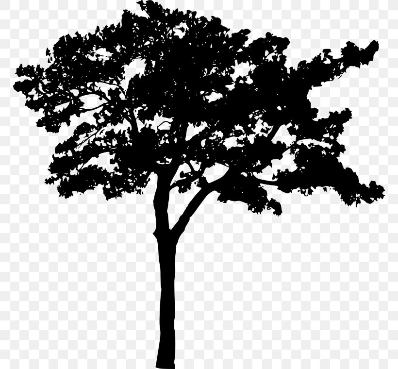 Clip Art Silhouette Image Vector Graphics, PNG, 768x760px, Silhouette, Blackandwhite, Branch, Drawing, Leaf Download Free