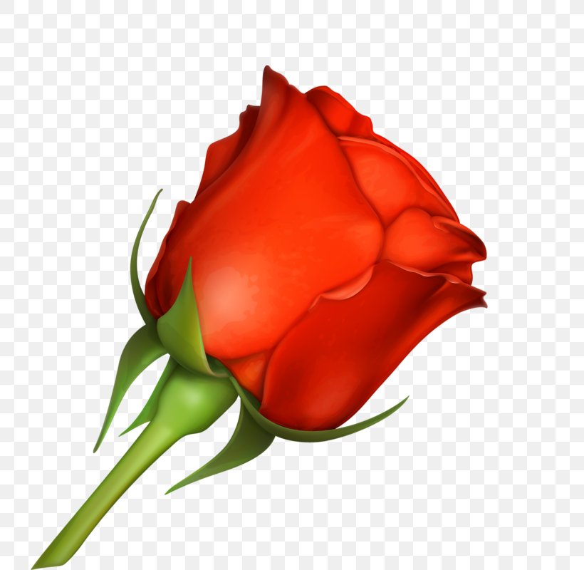 Rose Greeting & Note Cards Valentine's Day Wish Flower, PNG, 734x800px, Rose, Anniversary, Bud, China Rose, Close Up Download Free