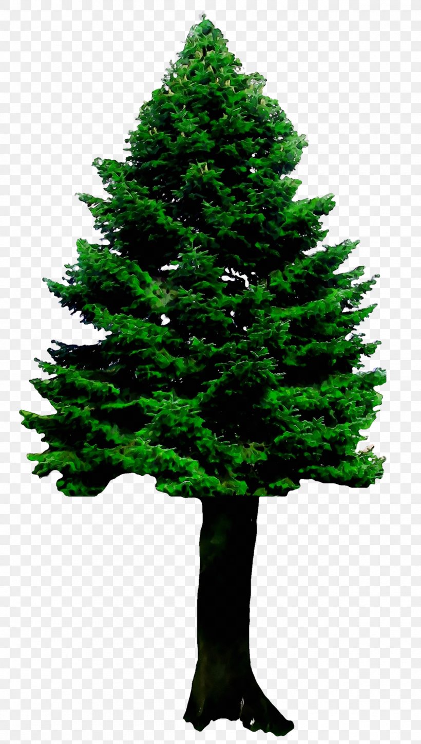 Spruce Christmas Tree Fir Christmas Ornament Pine, PNG, 1210x2136px, Spruce, American Larch, Balsam Fir, Biome, Canadian Fir Download Free